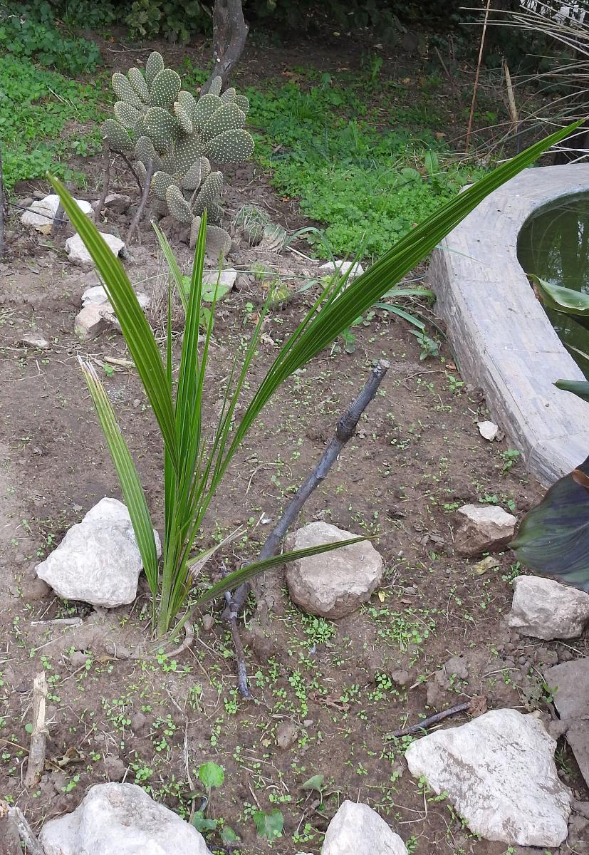 Foto Palmera Datilera