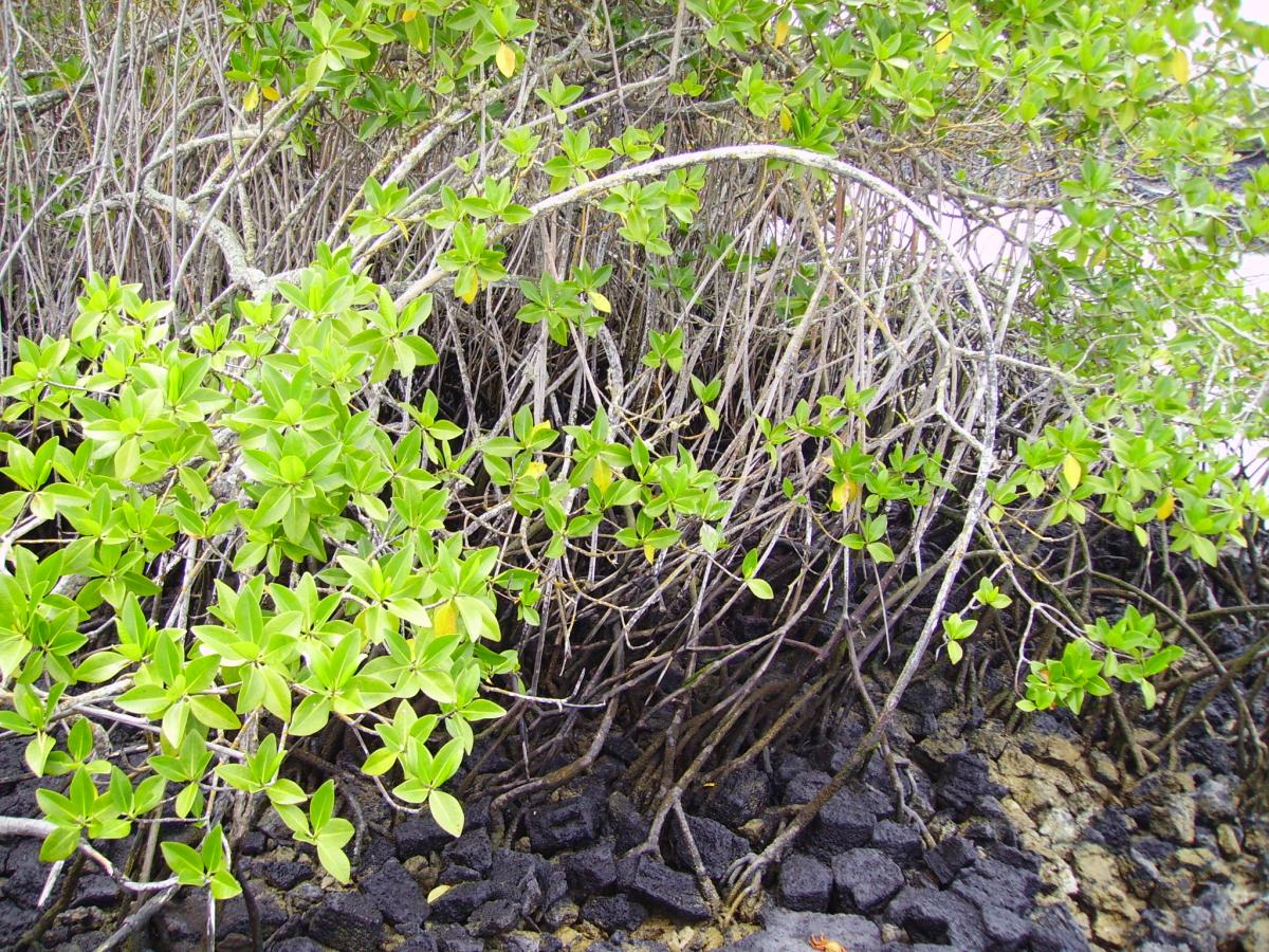 Foto Mangle Colorado