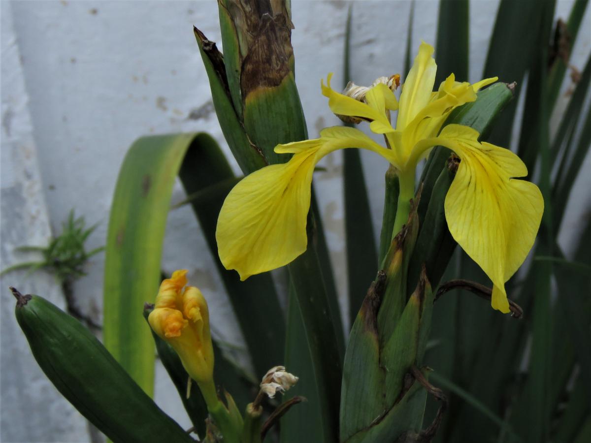 Photo Lirio Amarillo