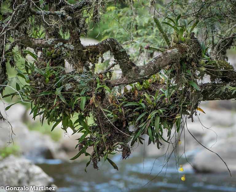 Foto Orquídea Patito