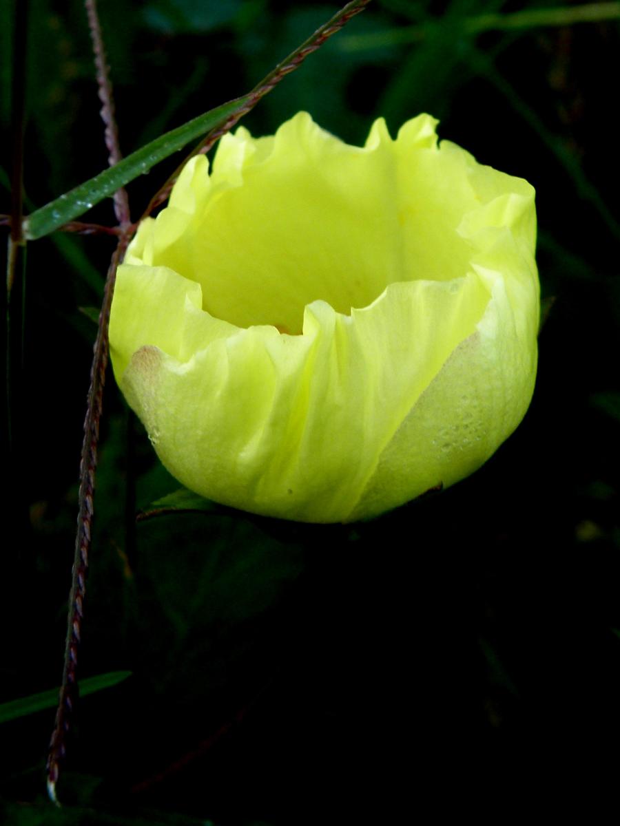 Foto Fugosia Argentina