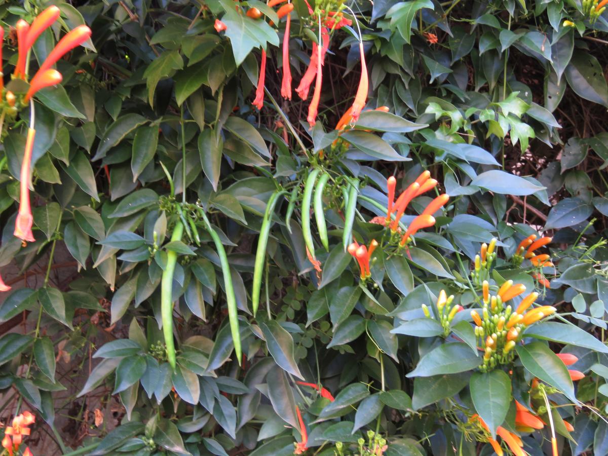 Foto Flor De San Juan