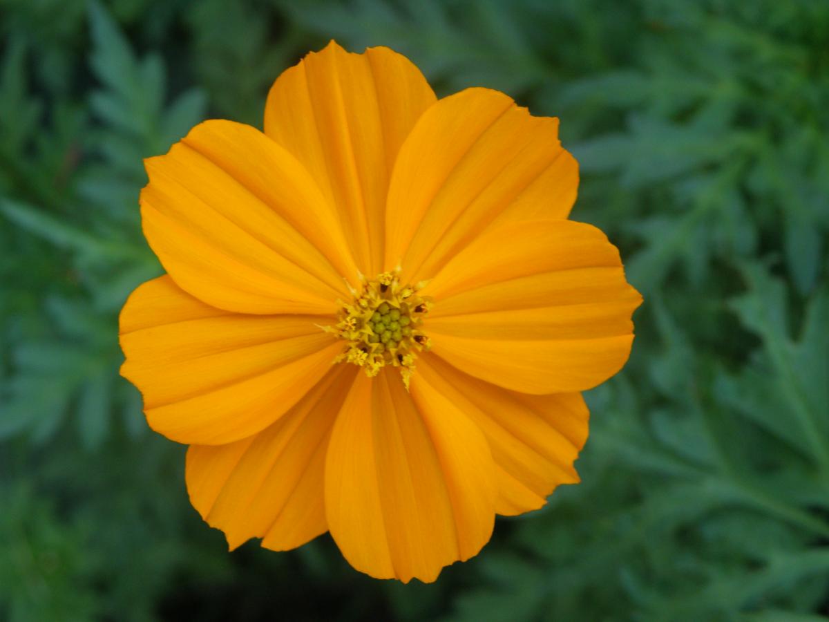 Foto Cosmos Azufrado