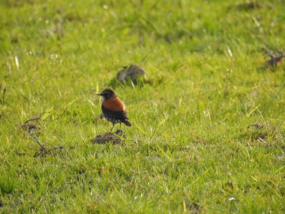 Foto Sobrepuesto Común