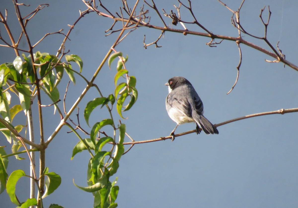 Foto Monterita Cabeza Negra