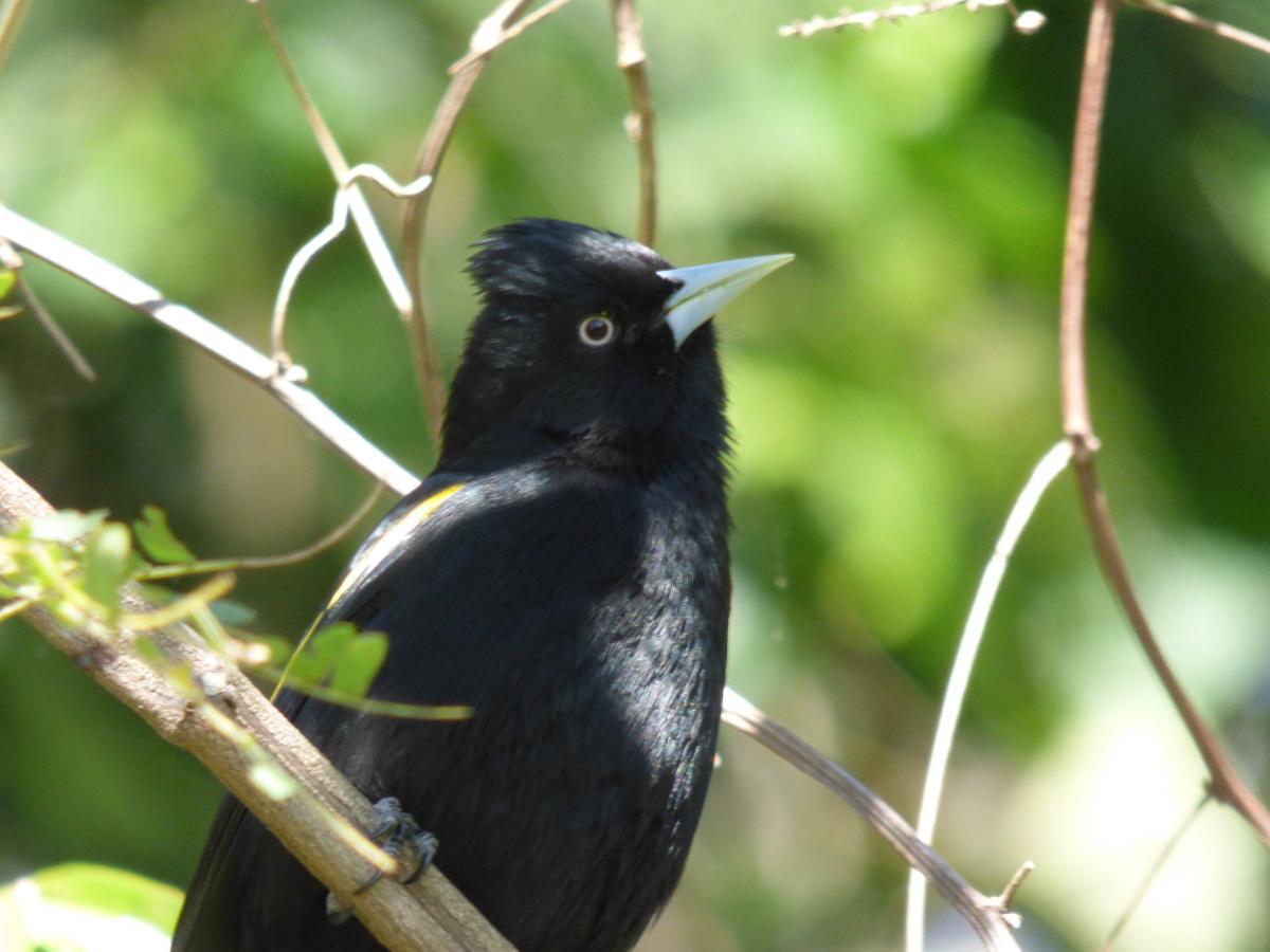 Foto Boyero Ala Amarilla
