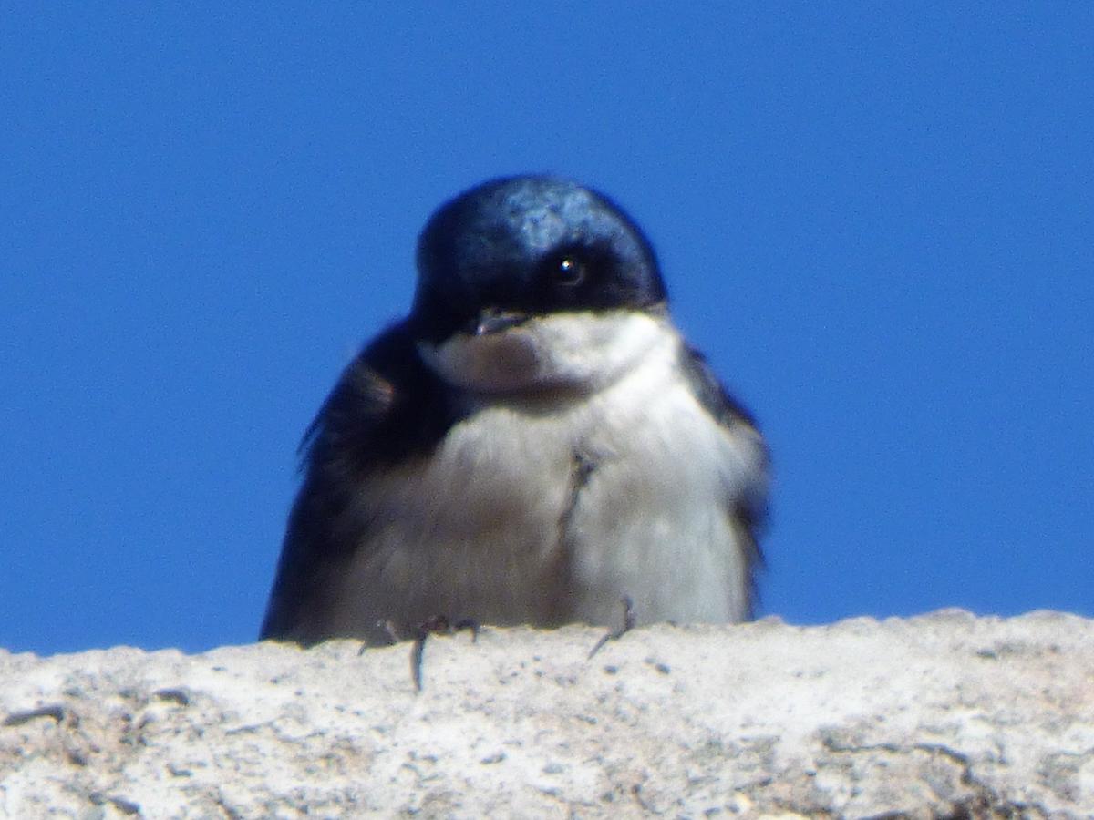 Photo Golondrina Barranquera