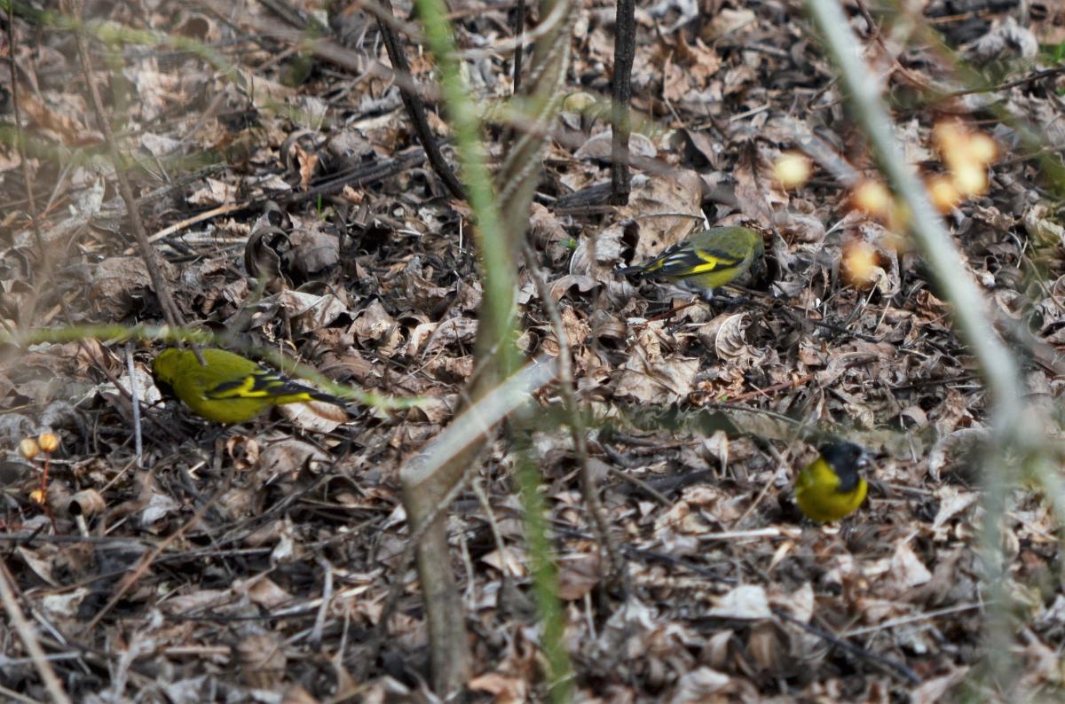 Photo Cabecitanegra Común