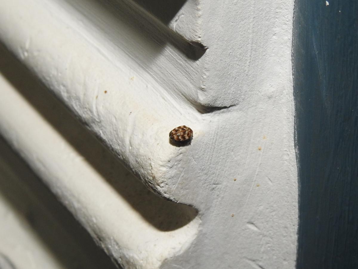 Foto Escarabajo de la Alfombra