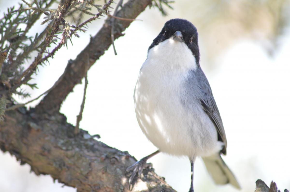 Photo Monterita Cabeza Negra