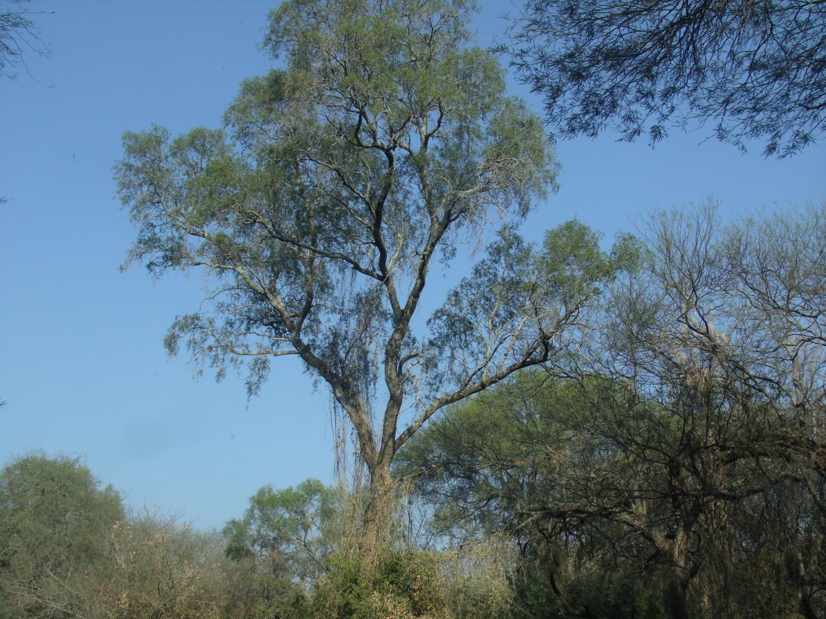 Photo Quebracho Blanco