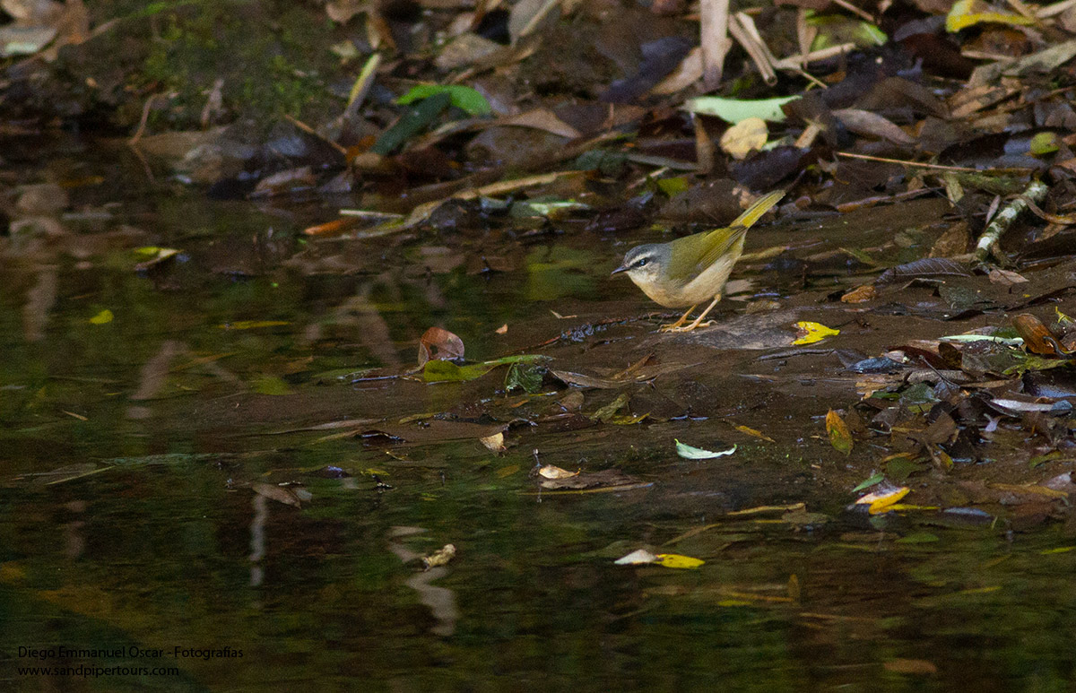 Foto Arañero Ribereño
