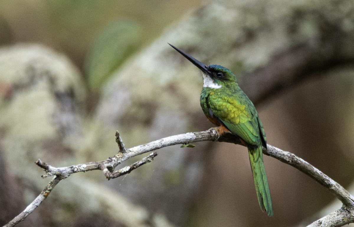 Photo Jacamar Rabirrufo