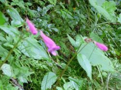 Foto Pancita De Víbora