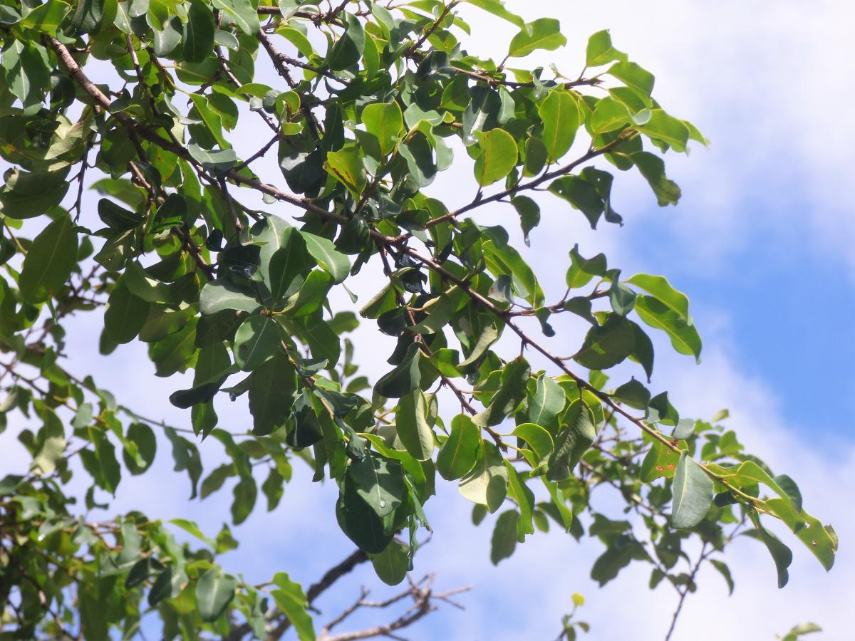 Photo Coca Del Monte