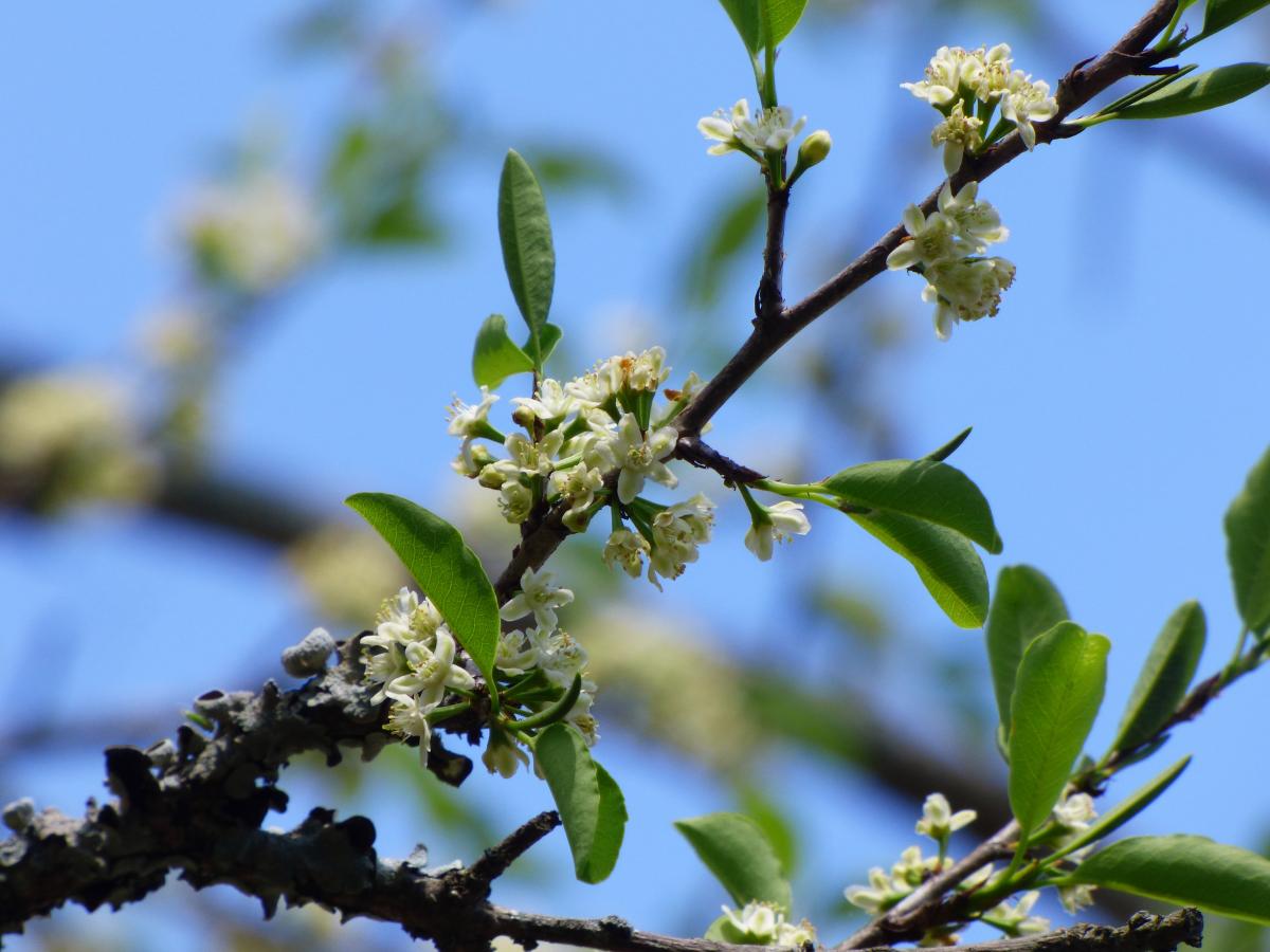 Photo Coca Del Monte