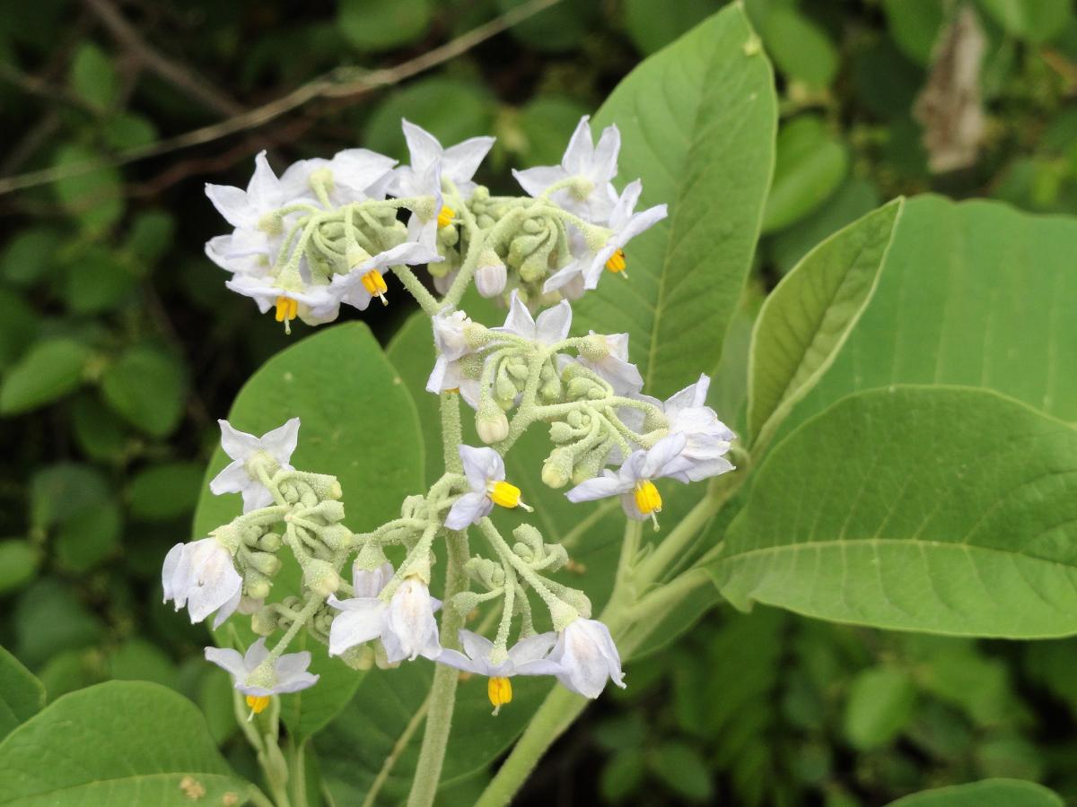 Tabaquillo (Solanum riparium)