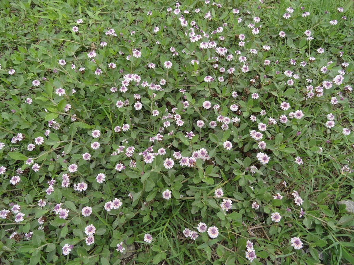 Hierba Del Mosquito (Phyla nodiflora)
