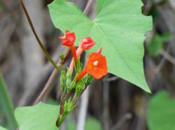 Foto Campanilla Roja