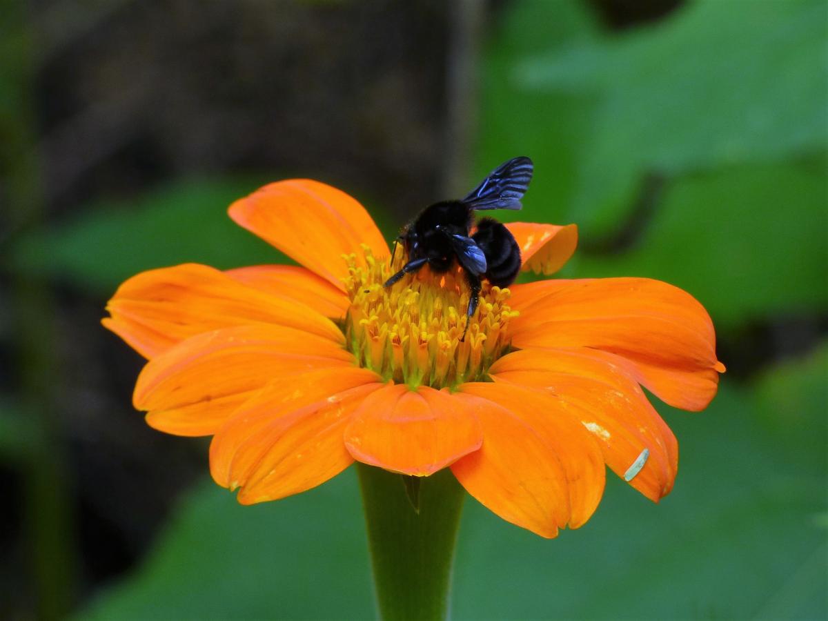 Foto Girasol Mexicano