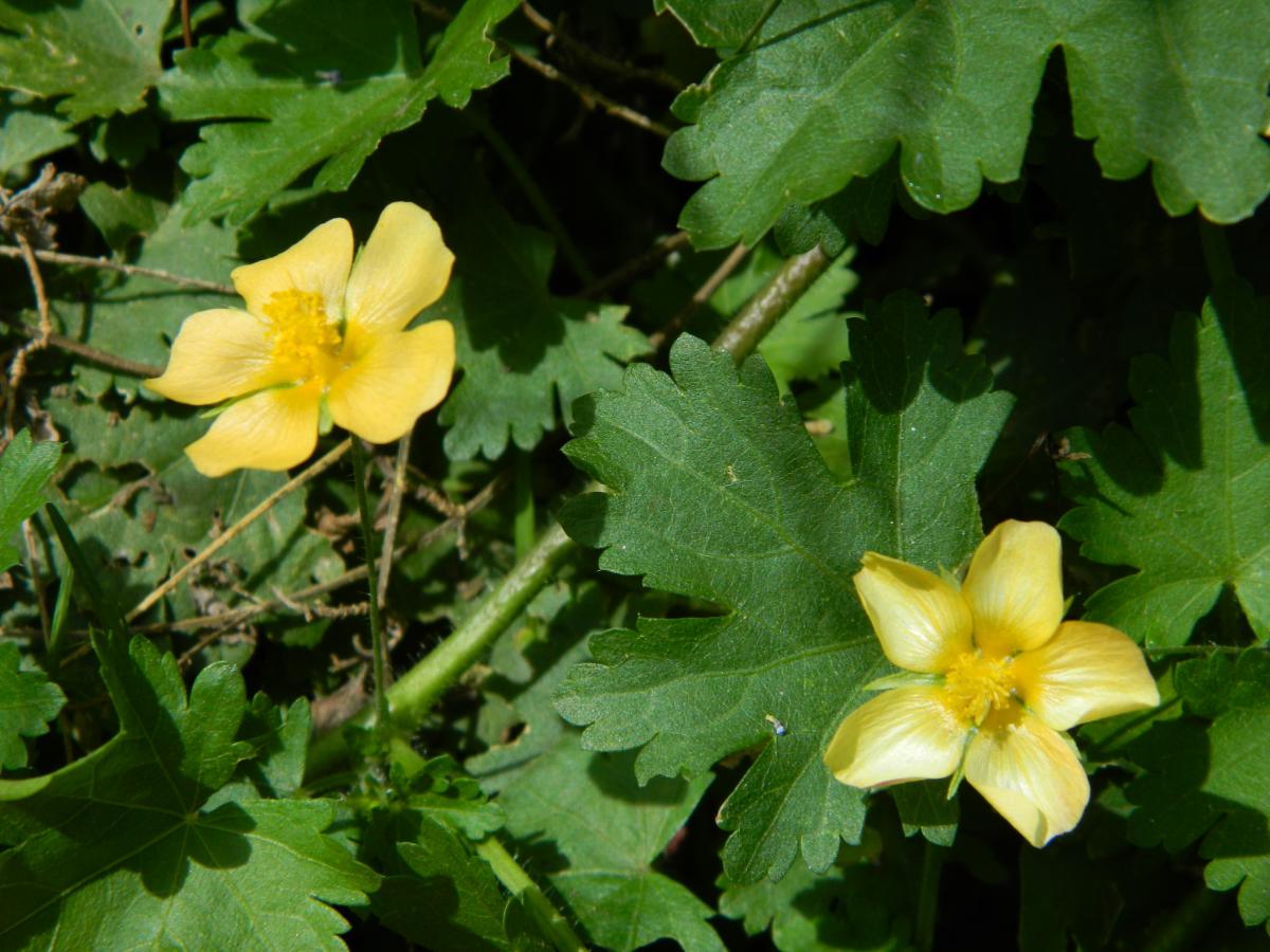 Photo Malva Del Campo