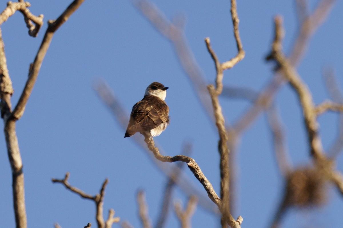 Photo Golondrina Parda