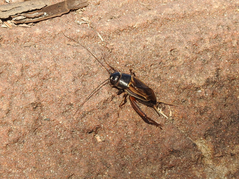 Foto Grillo de Campo