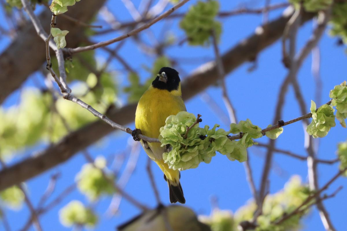 Foto Cabecitanegra Común