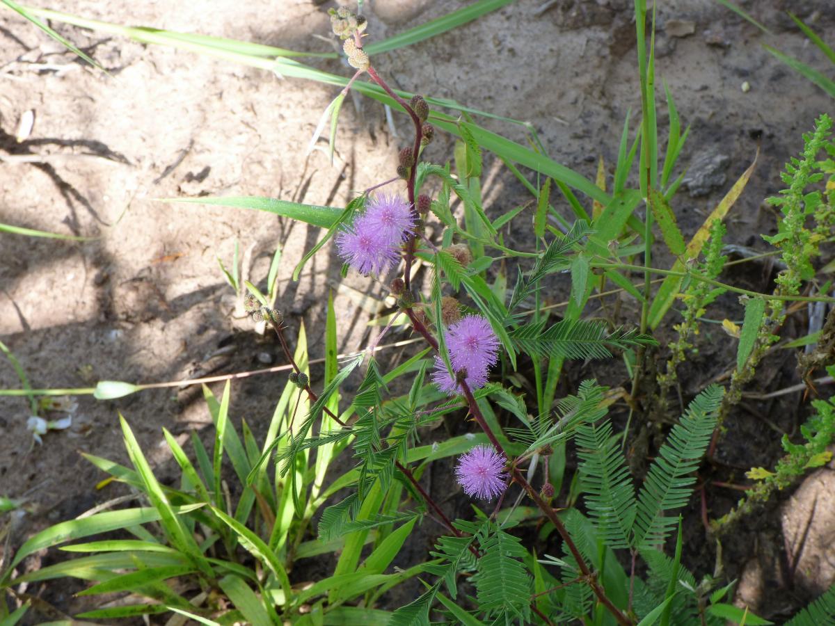 Photo Cerrate Compadre