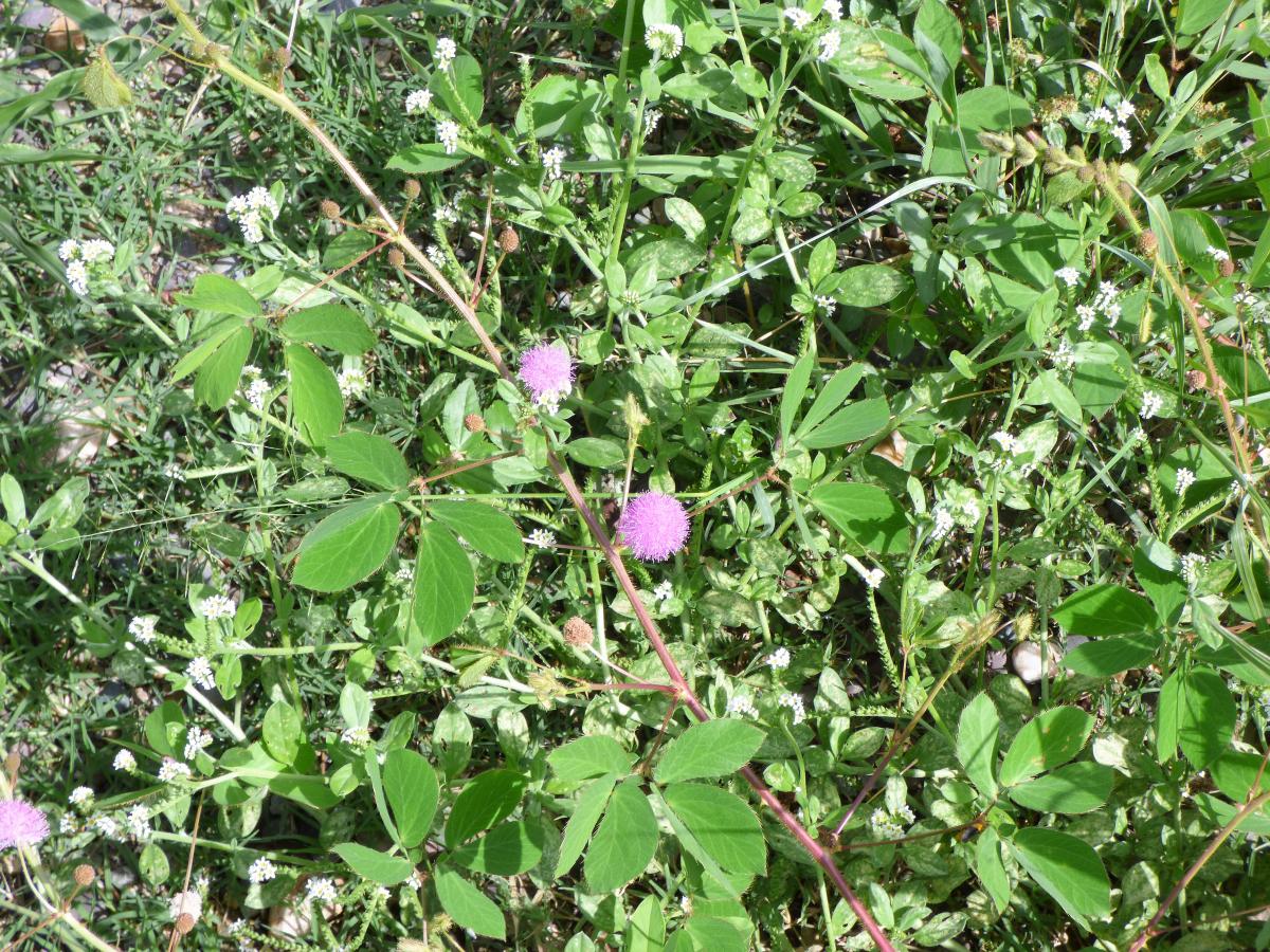 Photo Cerrate Comadre