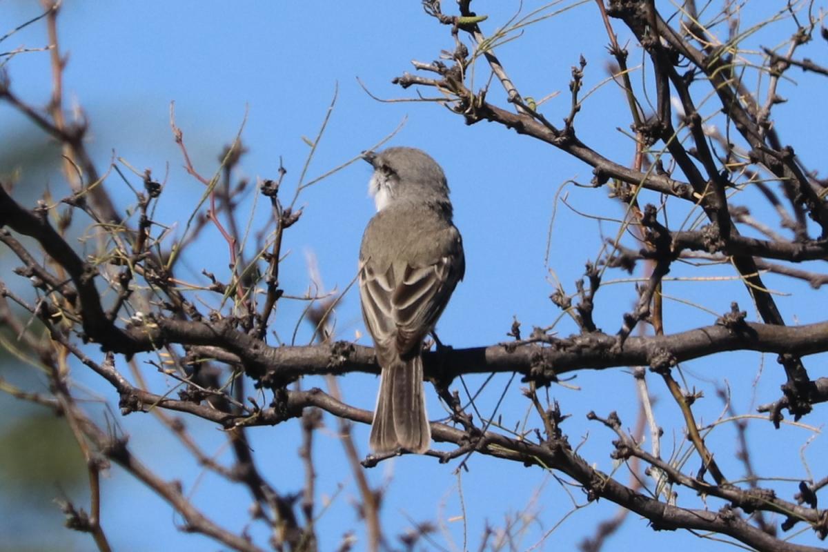 Photo Suirirí Común