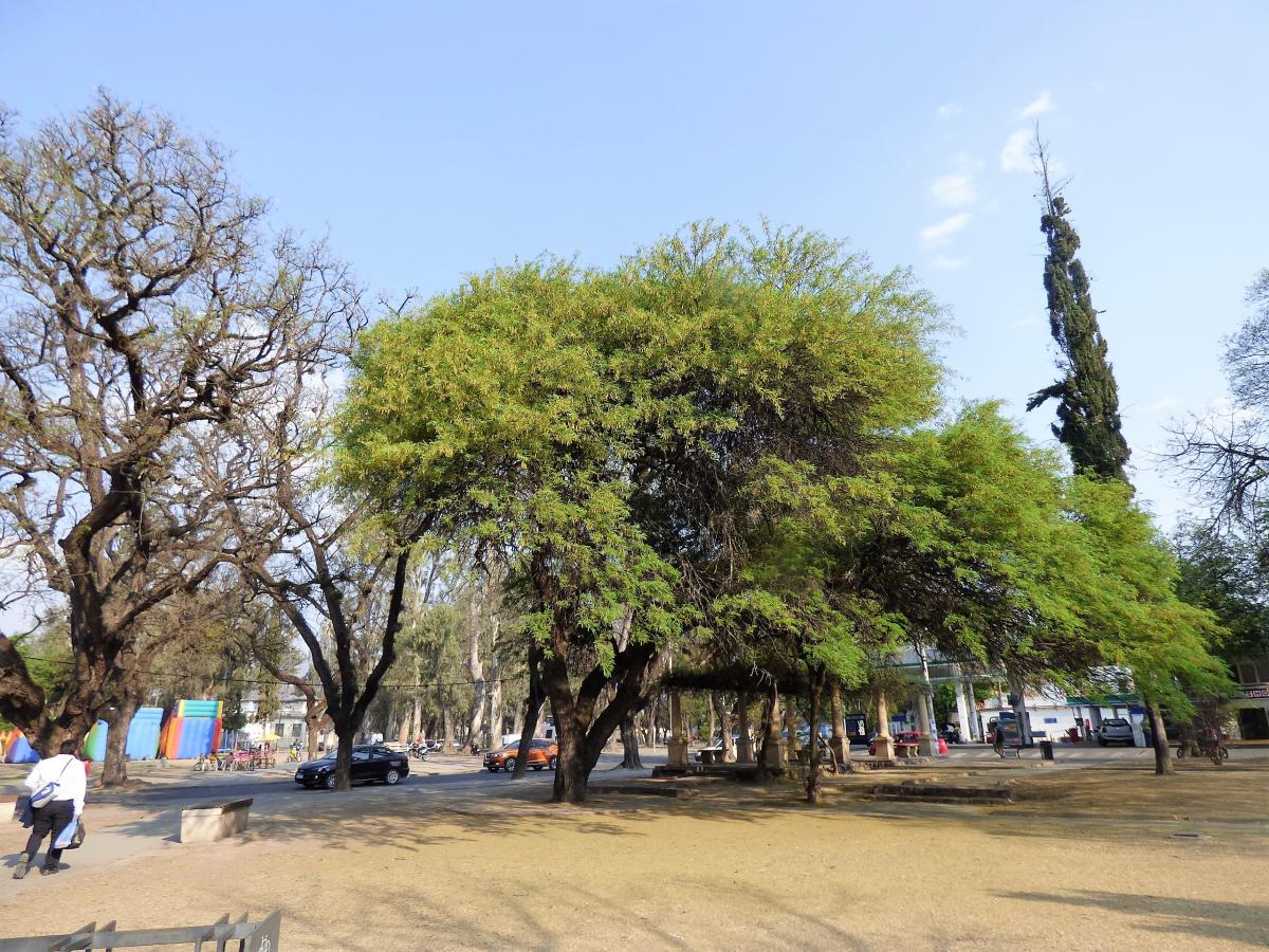 Photo Algarrobo Blanco