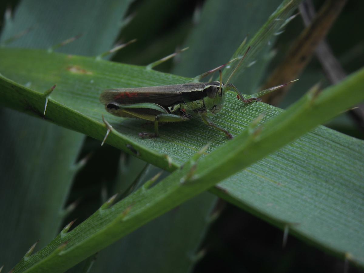 Foto Tucura del Falso Caraguatá