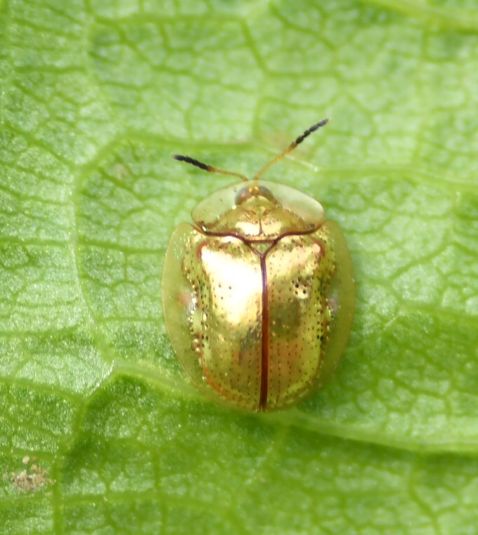 Foto Escarabajo Tortuga de Oro