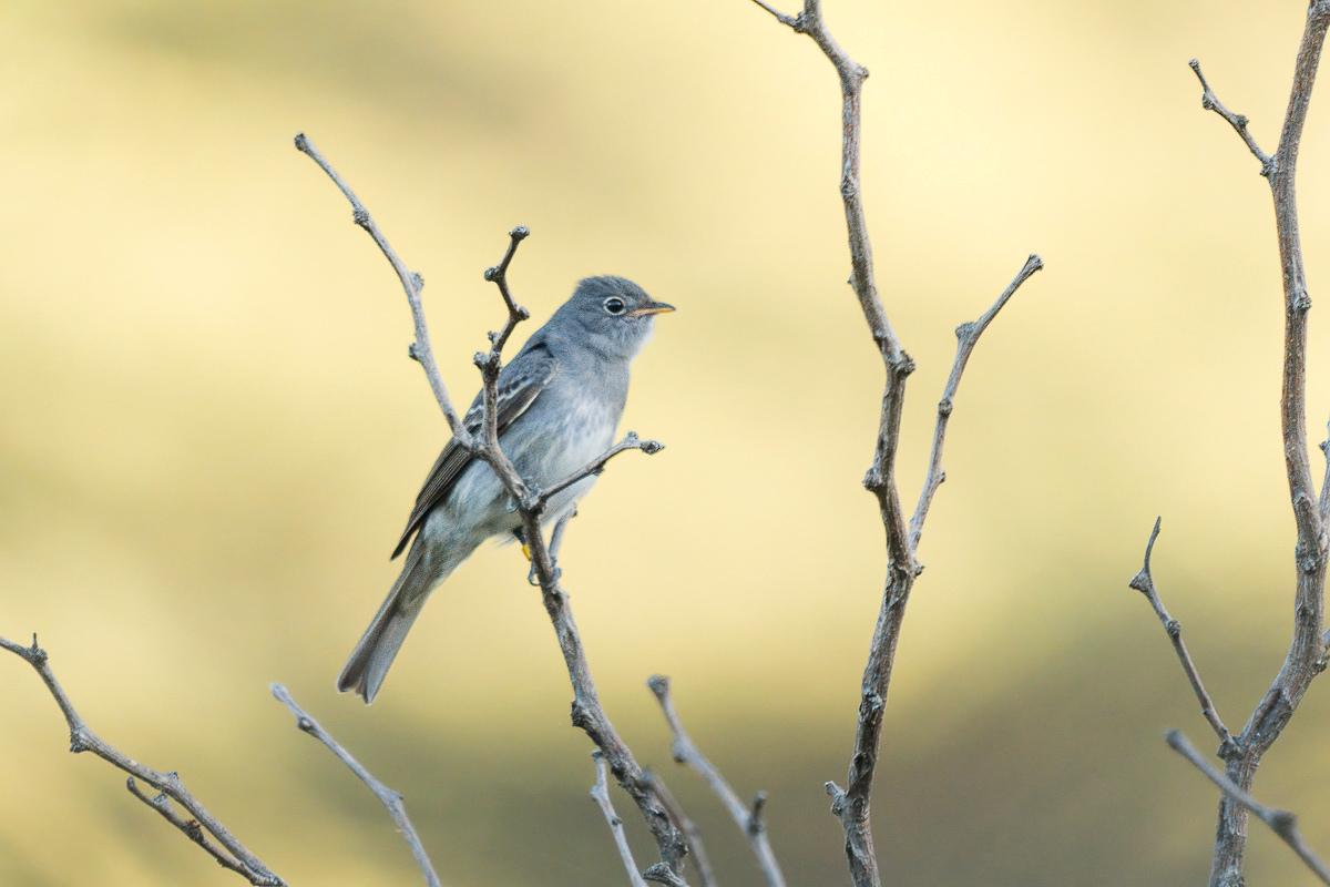 Photo Fiofío Plomizo