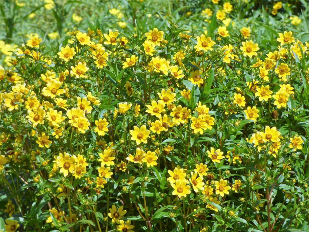 Photo Mirasol De Agua