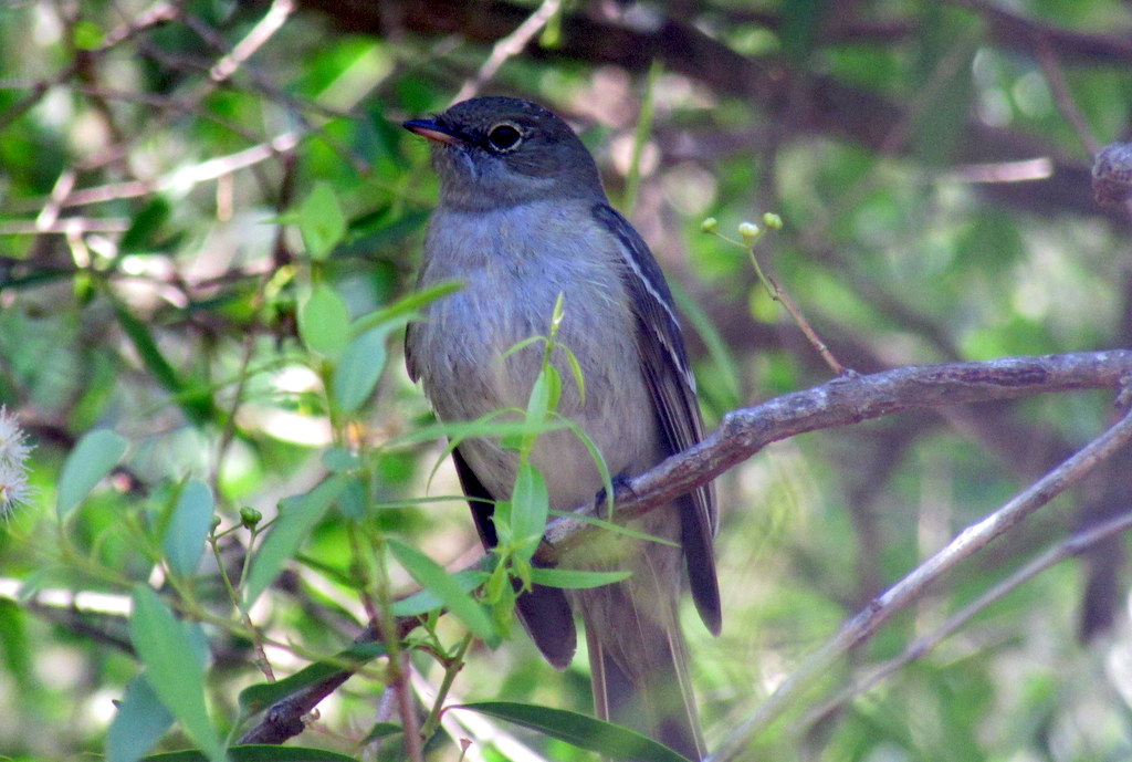 Foto Fiofío Oliváceo