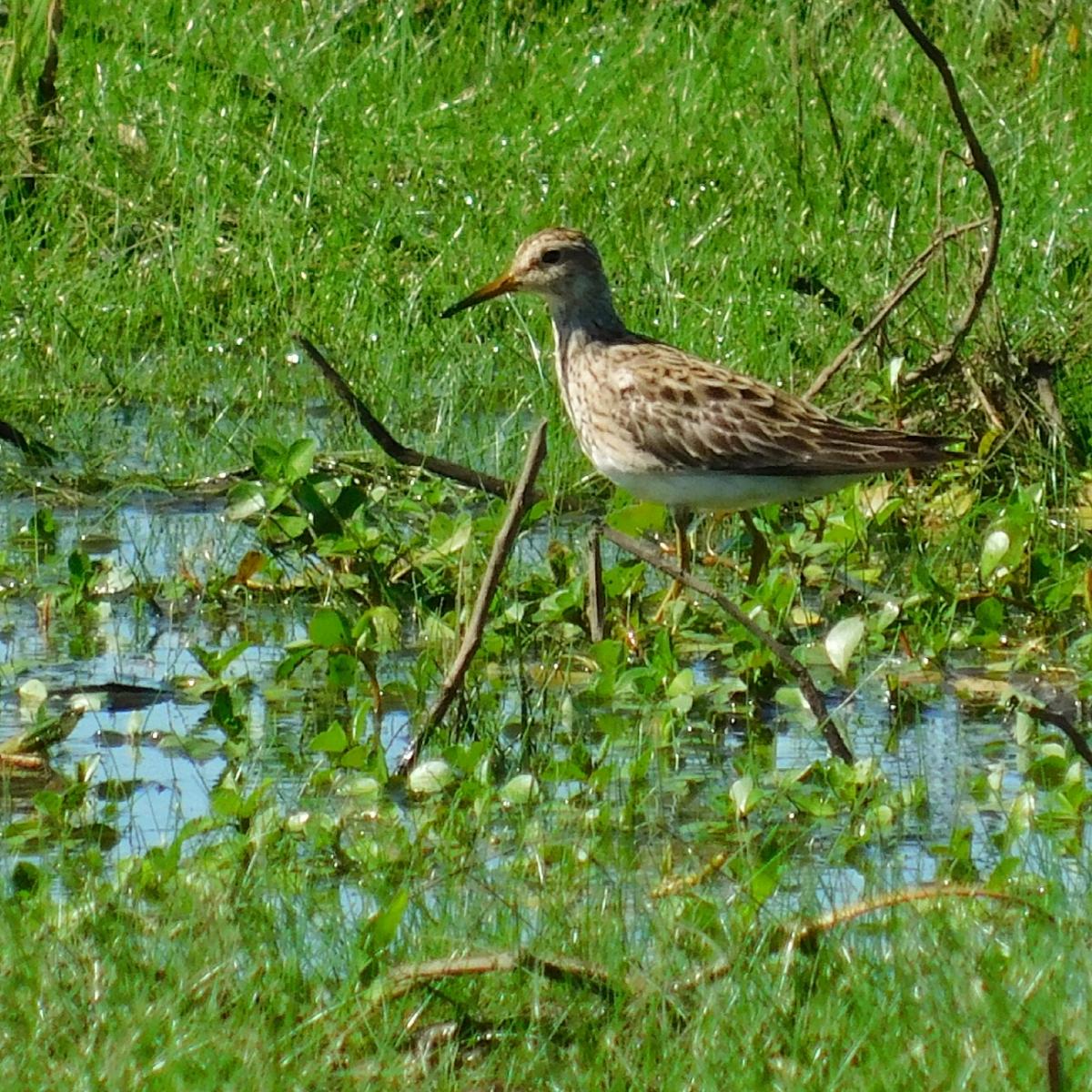 Foto Playerito Pectoral