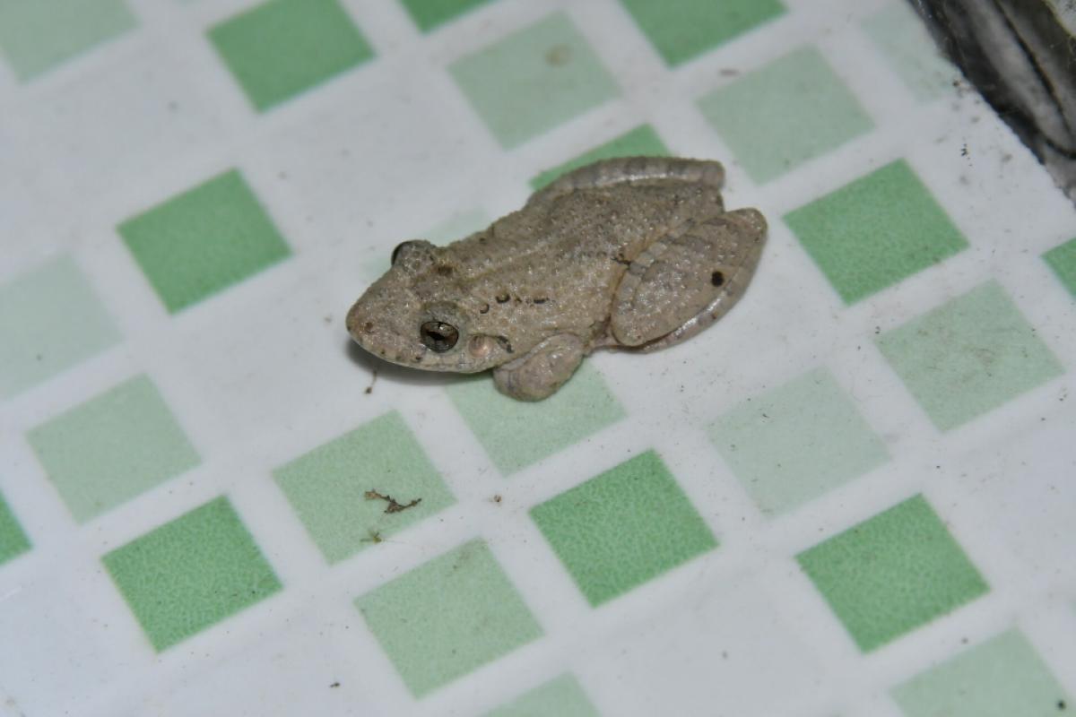 Photo Ranita Hocicuda Chaqueña