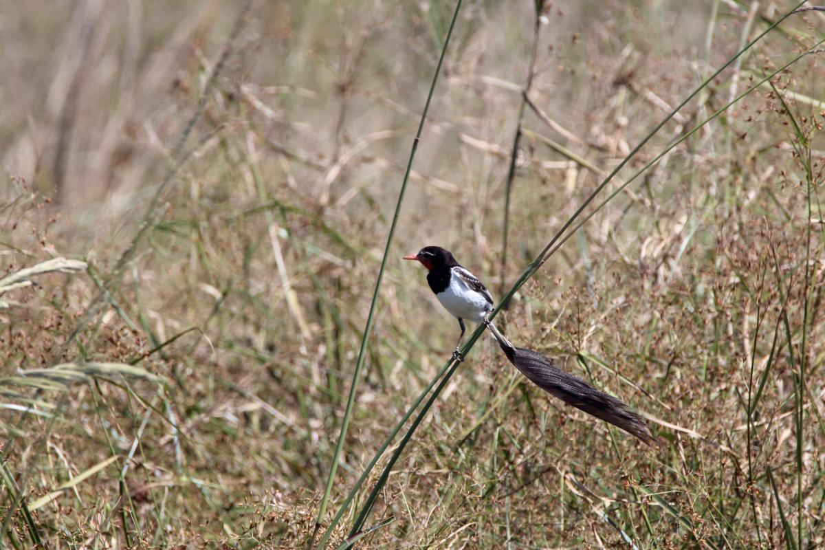 Foto Yetapá de Collar