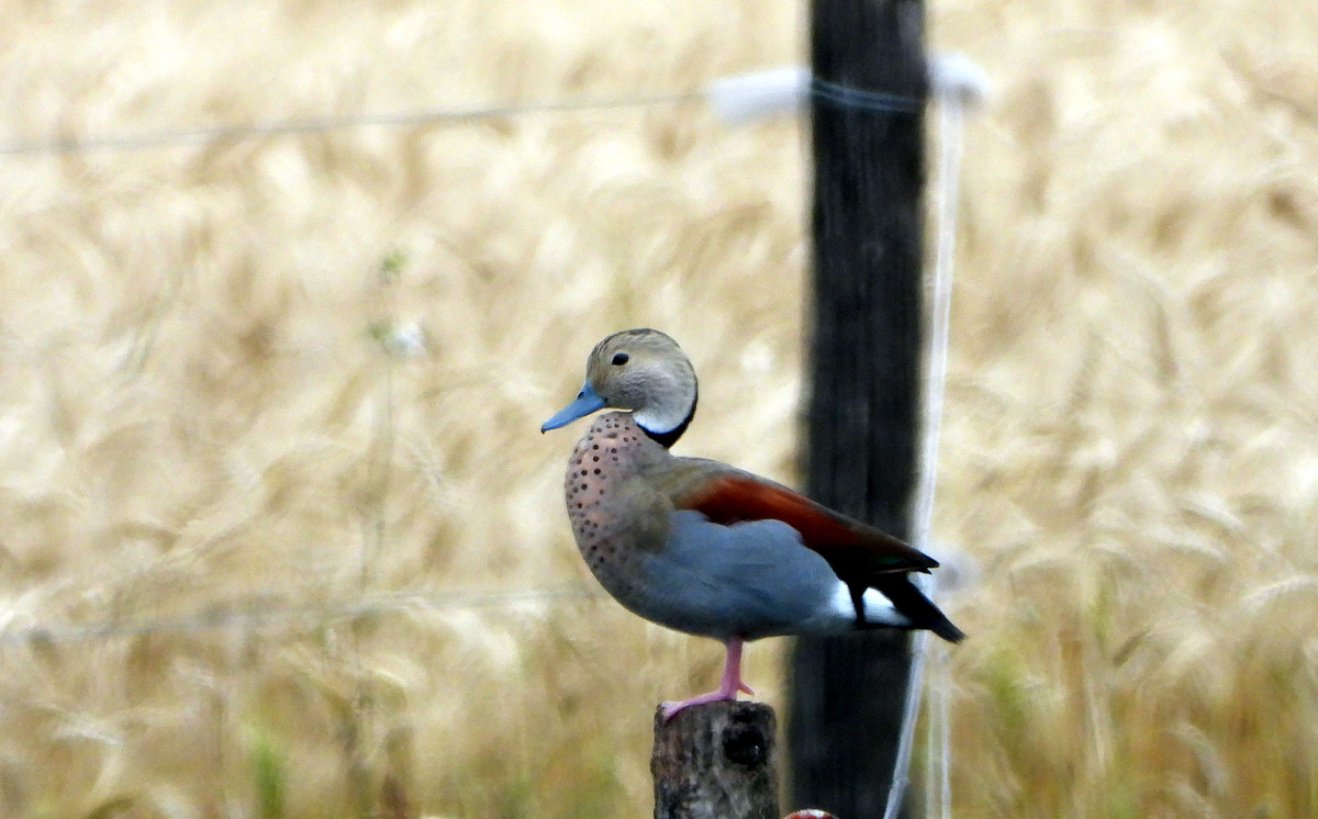 Photo Pato de Collar