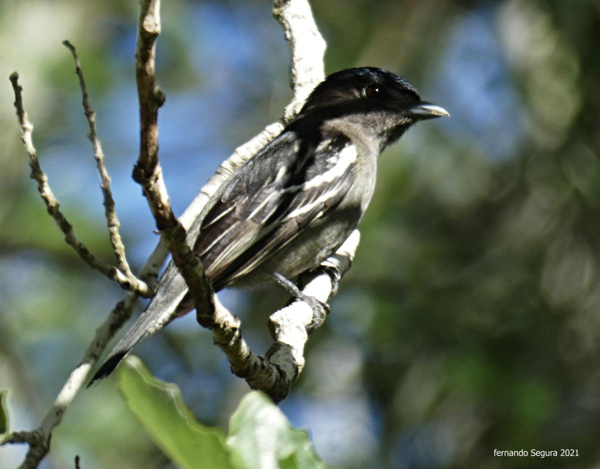 Photo Anambé Común