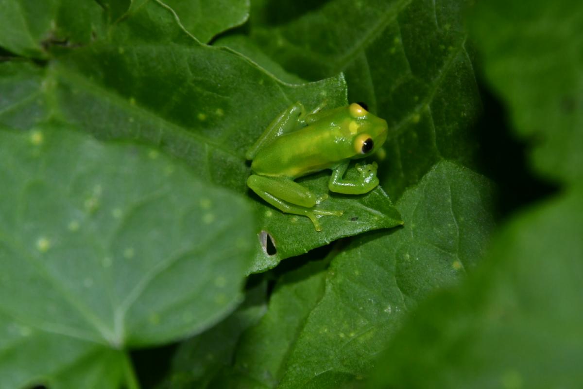Foto Rana Verde Pintas Rojas