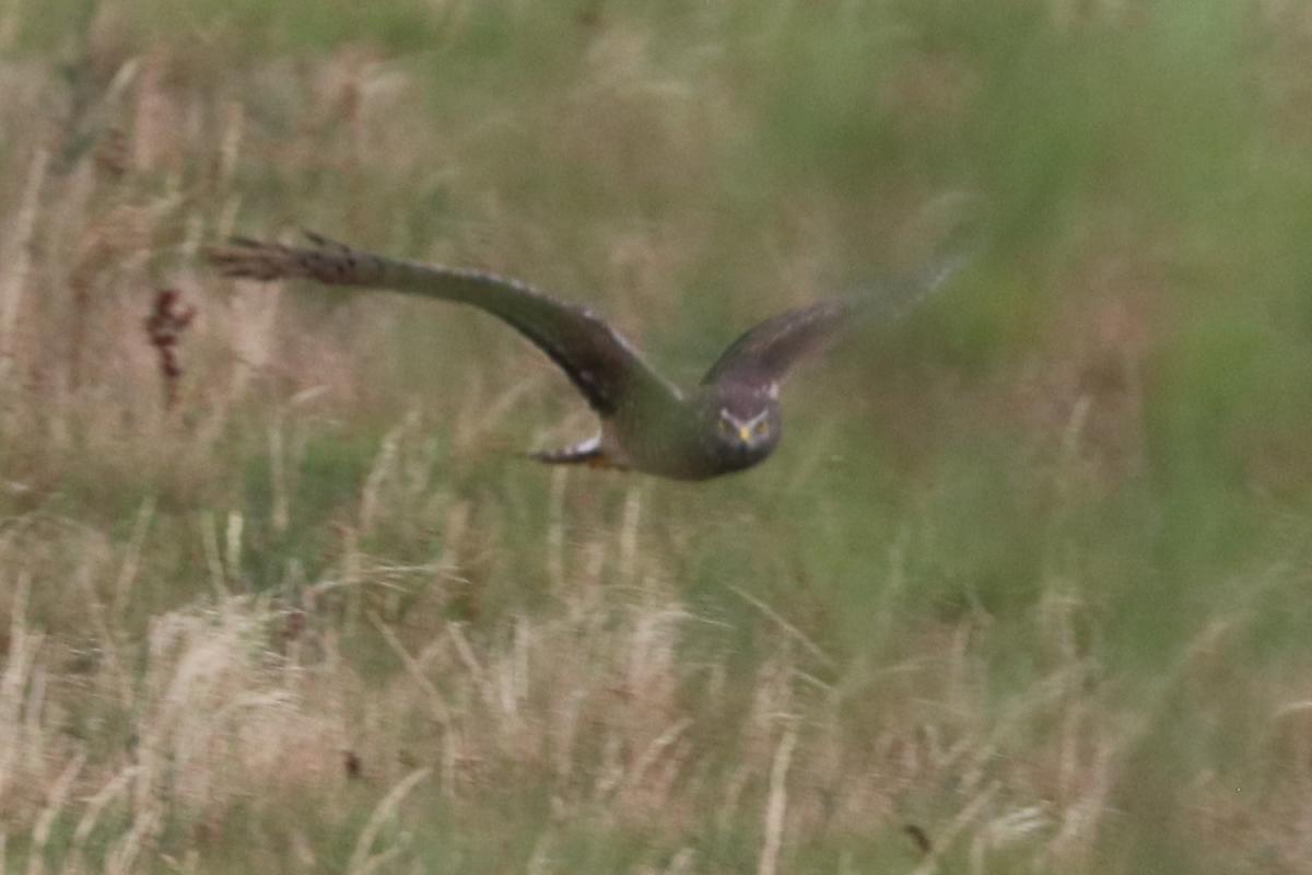 Foto Gavilán Planeador