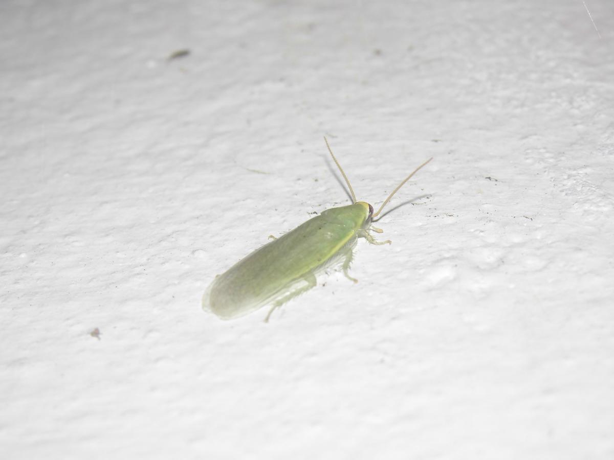 Foto Cucaracha Verde