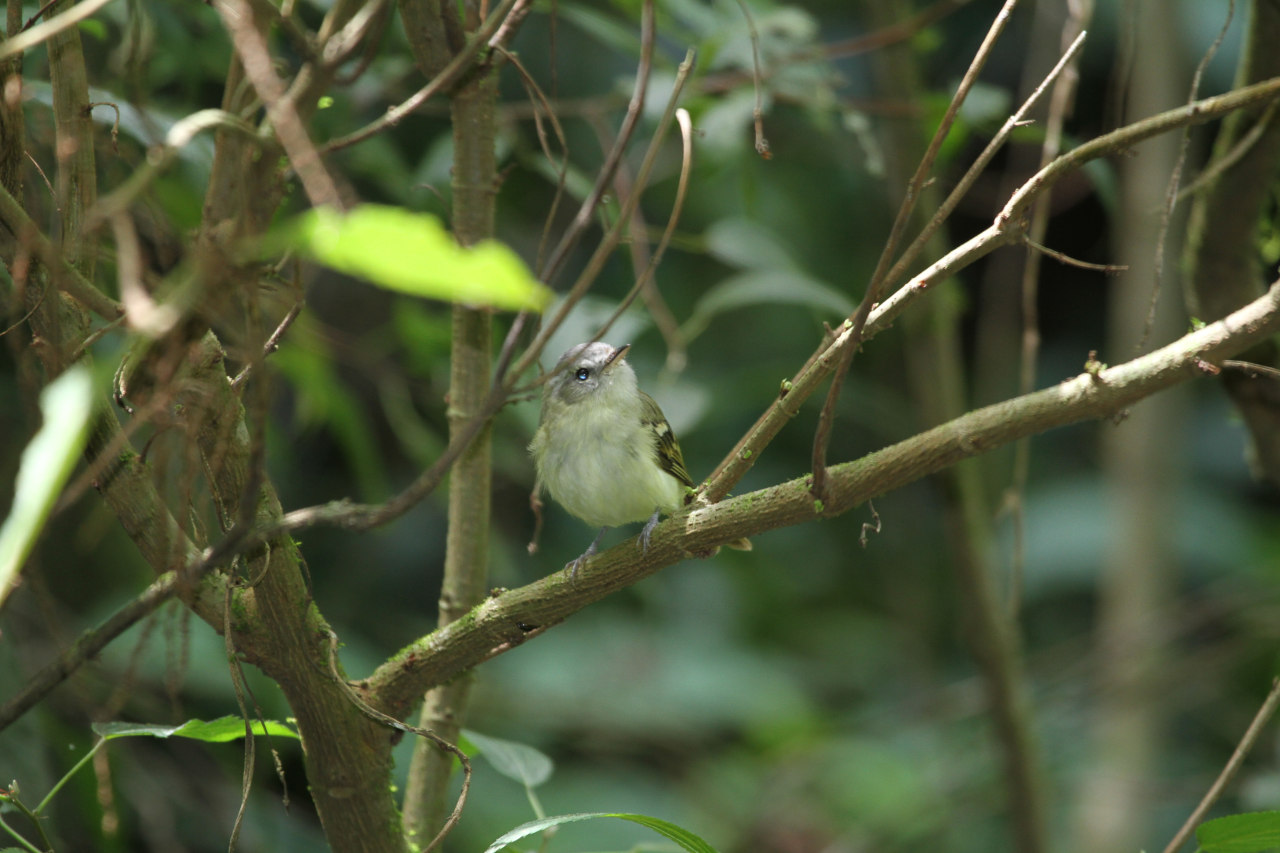 Foto Piojito de los Pinos