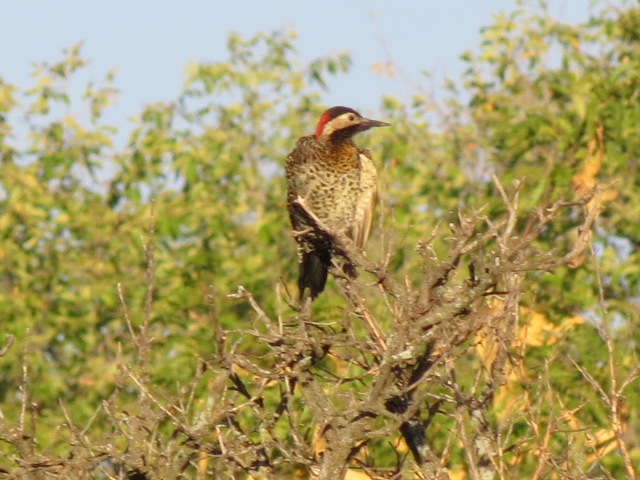 Photo Carpintero Real Común