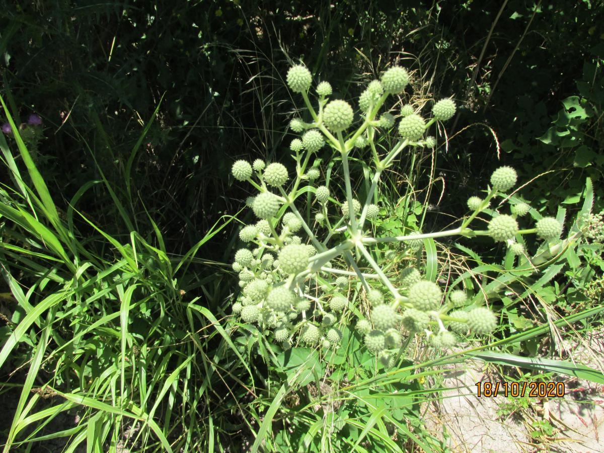 Foto Serrucheta Fina