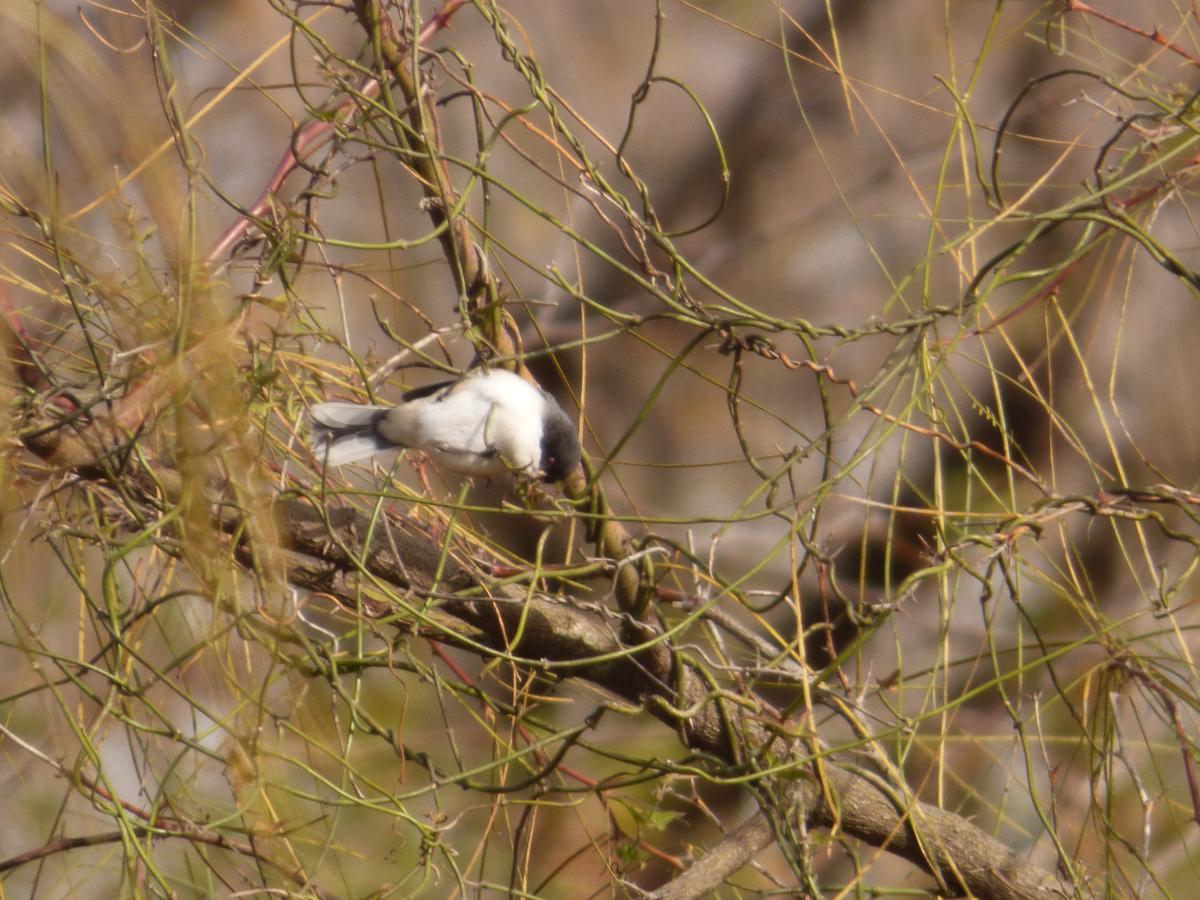 Photo Monterita Cabeza Negra