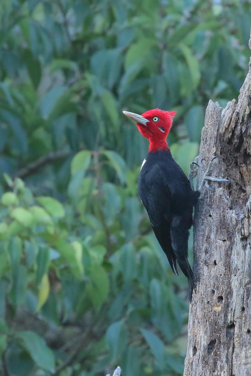 Photo Carpintero Lomo Blanco